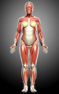 3D, kadın kas sisteminin tıbben doğru bir göstergesi.