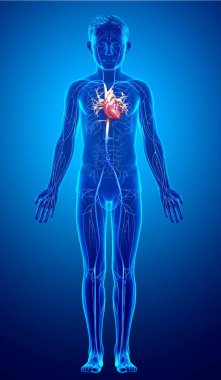 3D, damar anatomisini tıbben doğru gösteriyor.