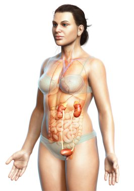 3D üretilmiş, tıbben kadın böbreklerinin doğru bir örneği.