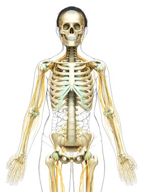 3D, bir kadın sinir sisteminin ve iskelet sisteminin tıbbi olarak doğru bir gösterimi.