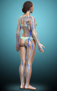3D, kadın damar anatomisini tıbben doğru gösteriyor.