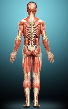 3D, tıbbi olarak erkek anatomisini doğruluyor.