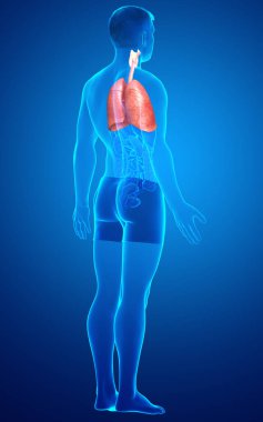 Erkek akciğer anatomisinin 3 boyutlu, tıbben doğru bir örneği.