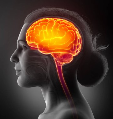 3d rendered, medically accurate illustration of a female highlighted brain /headache clipart