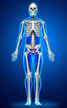 3D üretilmiş, tıbben doğru bir erkek iskelet sistemi.