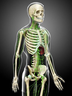 3D, erkek lenf sisteminin tıbben doğru bir çizimi.