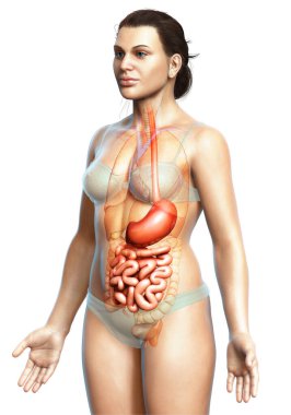 3 boyutlu, tıbben doğru, kadın midesi ve ince bağırsağının bir örneği.