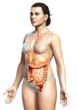 3D, tıbbi olarak kadın kalın bağırsak anatomisini gösteriyor.
