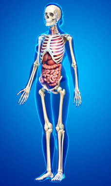 3D, kadın iç organlarının ve iskelet sisteminin tıbben doğru bir gösterimi.