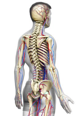 3D, erkek dolaşım ve iskelet sisteminin tıbben doğru çizimi.