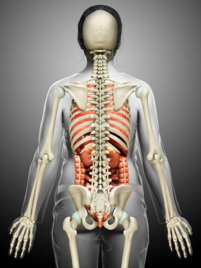 3D, kadın iç organlarının ve iskelet sisteminin tıbben doğru bir gösterimi.