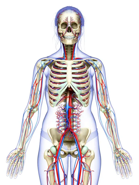 Gerenderte Medizinisch Genaue Darstellung Des Weiblichen Kreislauf Und Skelettsystems — Stockfoto