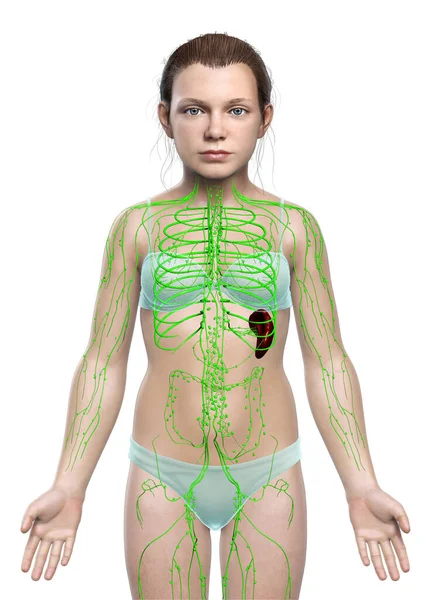 Vykreslené Lékařsky Přesné Ilustrace Mladé Dívky Lymfatického Systému — Stock fotografie