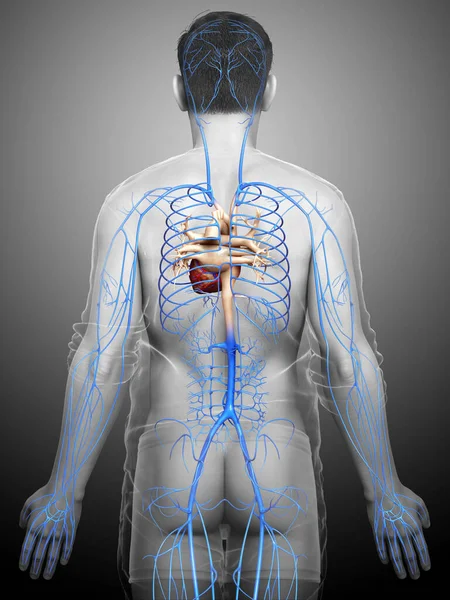 Erkek Damar Anatomisini Tıbben Doğru Gösteriyor — Stok fotoğraf