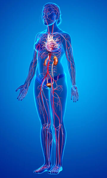 Reso Illustrazione Clinicamente Accurata Dei Reni Femminili Del Sistema Circolatorio — Foto Stock