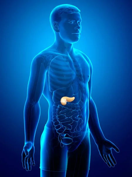3Dレンダリングされ 男性の膵臓の医学的に正確なイラスト — ストック写真