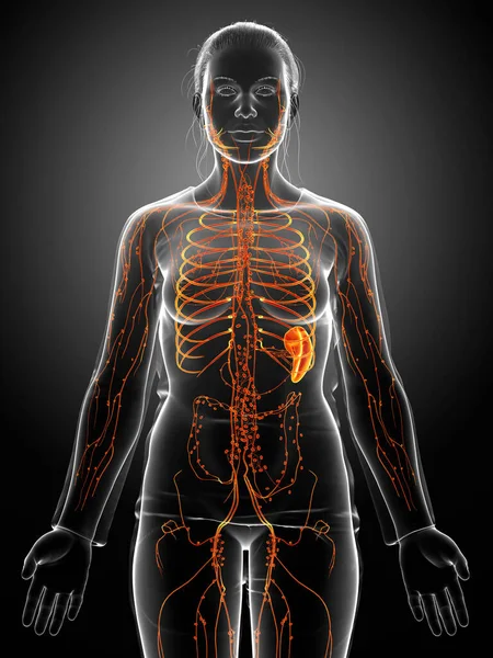 3D渲染 医学上准确的女性淋巴系统图解 — 图库照片