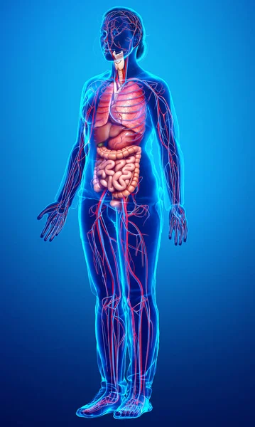 3Dは 医学的に女性の正確なイラストをレンダリング 内部器官や循環系 — ストック写真