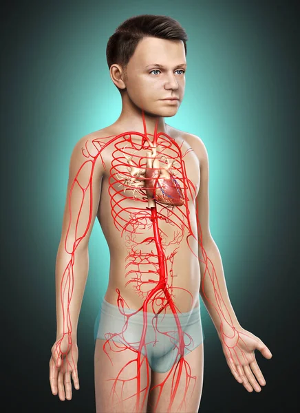 3Dは若い男の子の動脈の医学的に正確なイラストをレンダリング — ストック写真