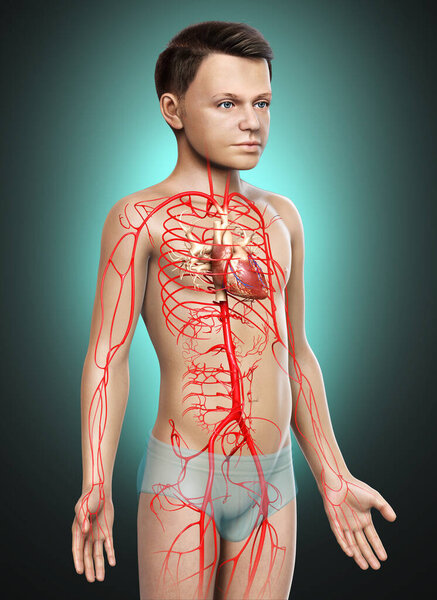 3d оказана медицинская точная иллюстрация молодых артерий мальчика

