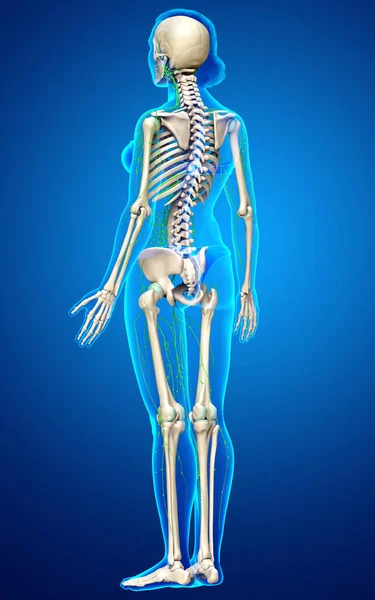 Gerenderte Medizinisch Genaue Darstellung Eines Weiblichen Lymphsystems — Stockfoto