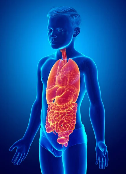 Gerenderte Medizinisch Korrekte Illustration Der Hochbeleuchteten Inneren Organe Von Jungen — Stockfoto