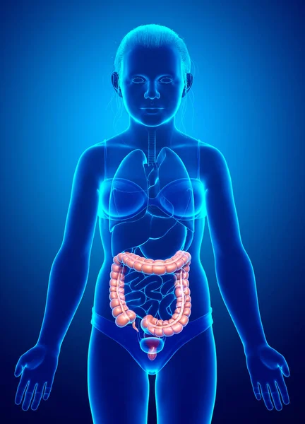 Gerenderte Medizinisch Korrekte Darstellung Der Dickdarmanatomie Von Mädchen — Stockfoto