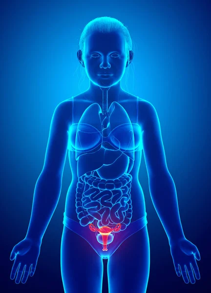 Gerenderte Medizinisch Korrekte Illustration Der Anatomie Der Gebärmutter Eines Jungen — Stockfoto
