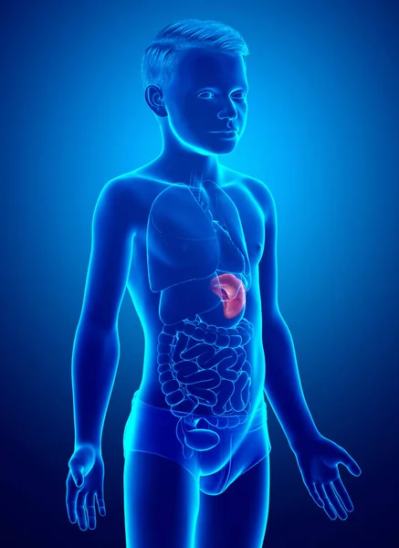 Оказана Медицинской Точки Зрения Точная Иллюстрация Молодого Мальчика Сплин Анатом — стоковое фото