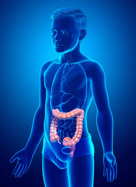 Rendered Medically Accurate Illustration Boy Large Intestine Anatomy — Stock Photo, Image
