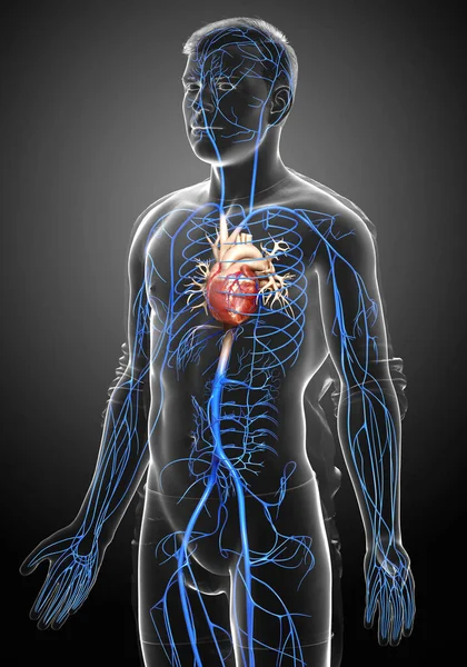 3D对男性静脉解剖进行了精确的医学描述 — 图库照片