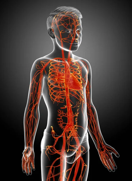 Gerenderte Medizinisch Korrekte Illustration Der Hervorgehobenen Anatomie Des Orangefarbenen Jungen — Stockfoto
