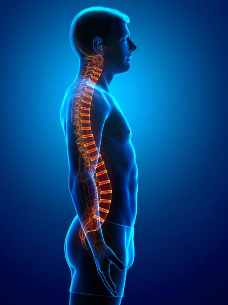 Anatomía Del Disco Intervertebral Espinal — Foto de Stock