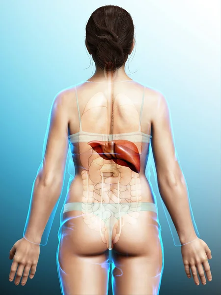 Weergegeven Medisch Nauwkeurige Illustratie Van Vrouwelijke Leveranatomie — Stockfoto