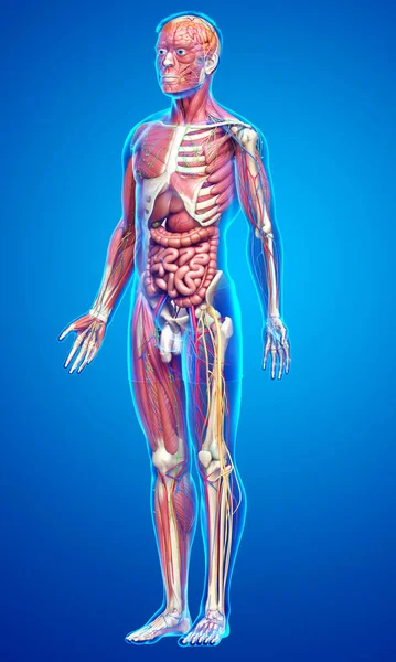 Hecho Médicamente Exacto Anatomía Masculina — Foto de Stock