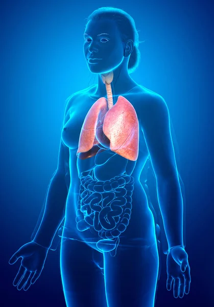 Renderizado Ilustración Médicamente Precisa Una Anatomía Pulmonar Femenina — Foto de Stock