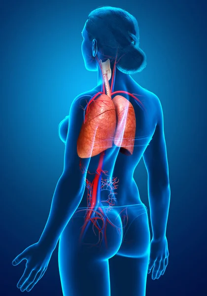 3Dレンダリングされた女性の肺の解剖学の医学的に正確なイラスト — ストック写真