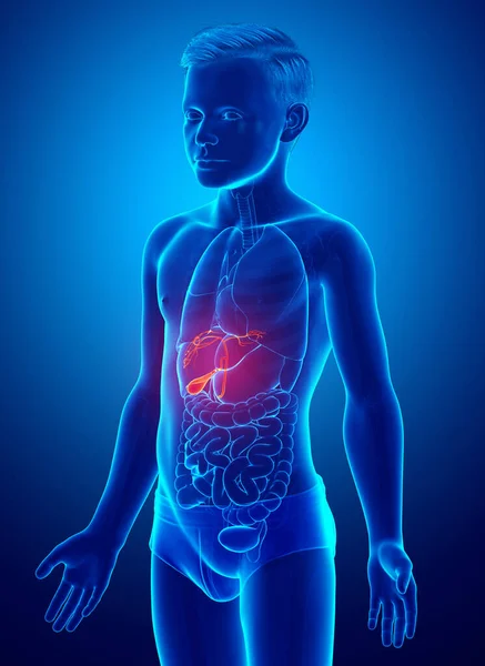 Rendered Medically Accurate Illustration Boy Organs Gallbladder Anatomy — Stock Photo, Image