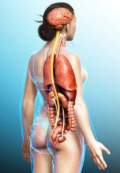 3Dは 内部器官の医学的に正確なイラストをレンダリング — ストック写真