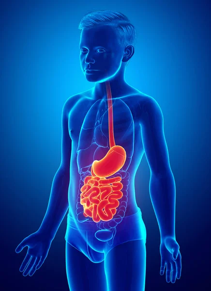 3Dレンダリング 若い男の子の胃や小腸の医学的に正確なイラスト — ストック写真