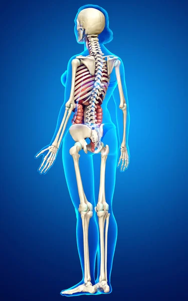 Renderizado Ilustración Médicamente Precisa Órganos Internos Femeninos Esqueleto Syste — Foto de Stock