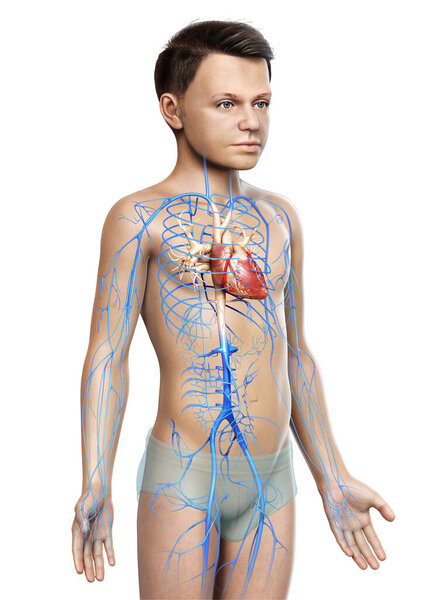 3d оказана медицинская точная иллюстрация анатомии вен мальчика

