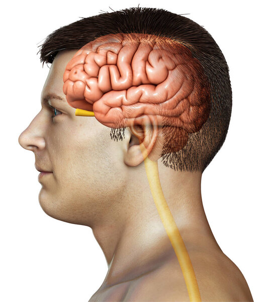 3d оказана медицинская точная иллюстрация мужской анатомии мозга
