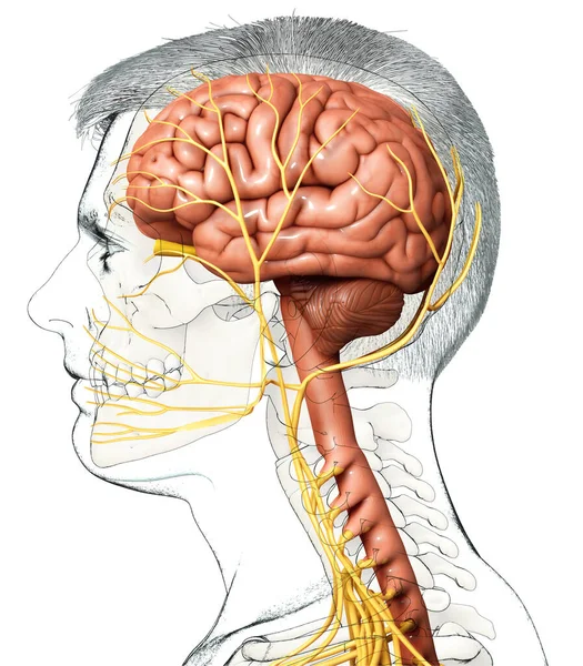 Renderizado Ilustración Médicamente Precisa Una Anatomía Cerebral Masculina — Foto de Stock