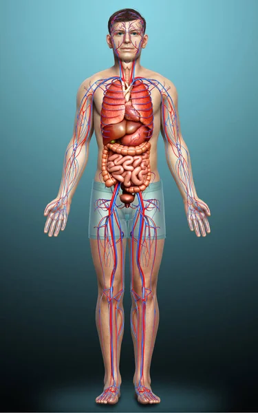 Renderizado Ilustración Médicamente Precisa Los Órganos Internos Masculinos Sistema Circulatorio — Foto de Stock