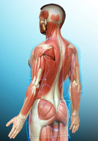 Rendered Medically Accurate Illustration Male Muscle System — Stock Photo, Image