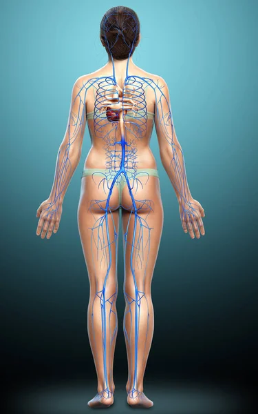 Renderizado Ilustração Medicamente Precisa Uma Anatomia Das Veias Femininas — Fotografia de Stock