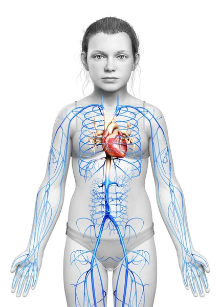 Genç Kız Damar Anatomisini Tıbben Doğru Göstermiştir — Stok fotoğraf
