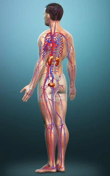 Rendered Medically Accurate Illustration Kidneys Circulatory System — Stock Photo, Image