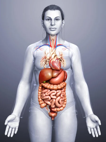 3Dは 医療的に正確な女性の消化器系と心臓のイラストをレンダリング — ストック写真